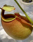 Nepenthes bicalcarata 'Red Flush' 1